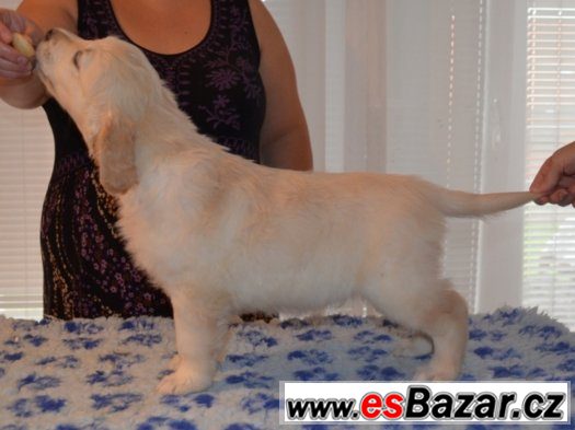 Zlatý retriever - pejsci s PP k odběru Zlatý retriever - pejsci s PP k odběru