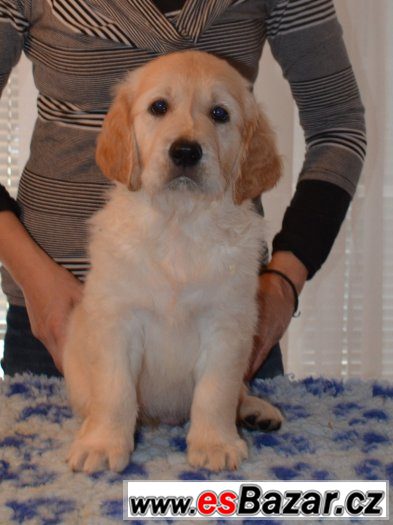 Zlatý retriever - pejsci s PP k odběru Zlatý retriever - pejsci s PP k odběru