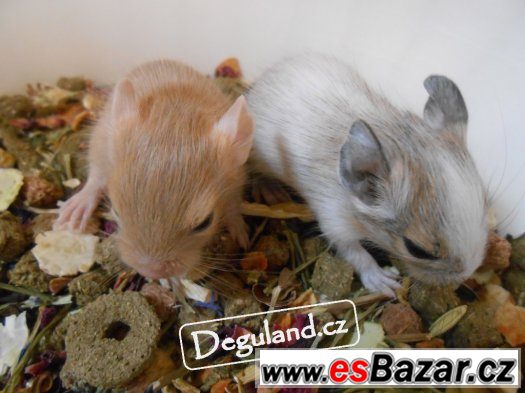 Barevný osmák degu | Deguland