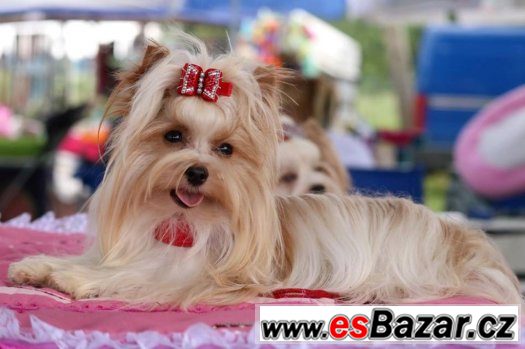 GOLDDUST YORKSHIRE TERRIER- S PP-štěňata k zadání