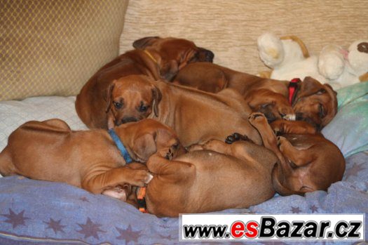 rhodesian-ridgeback-s-pp