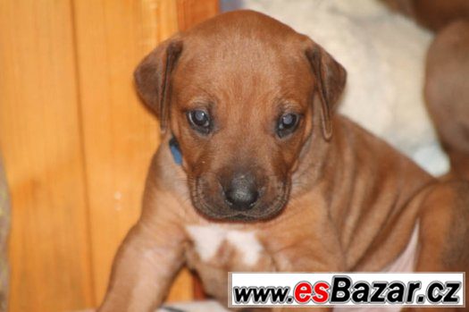 Rhodesian Ridgeback s PP