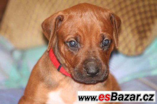 Rhodesian Ridgeback s PP