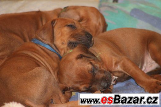 Rhodesian Ridgeback s PP