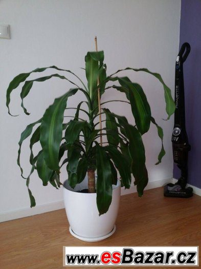 Palma Dracena