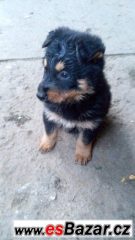 Německý ovčák+Beauceron