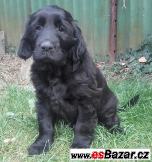 Prodám štěně Flat coated retriever