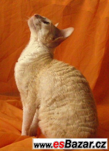 Cornish rex