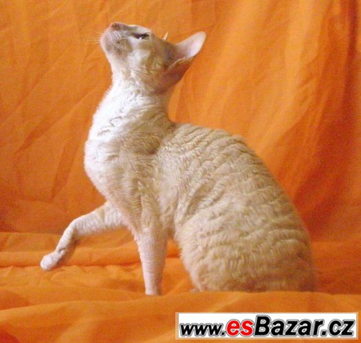 Cornish rex