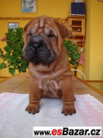 Šarpej, Shar-pei