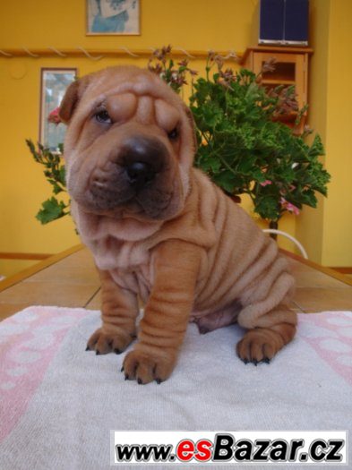 Šarpej, Shar-pei