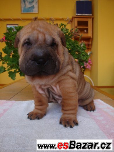 Šarpej, Shar-pei