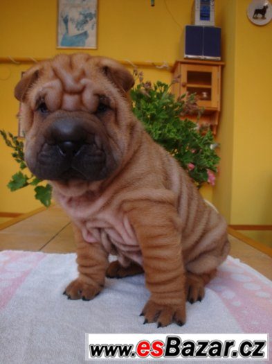 Šarpej, Shar-pei