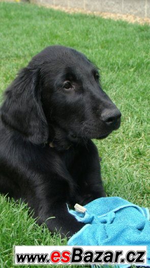 flat-coated-retriever-s-pp-cerny-pejsek