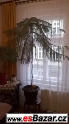 Pokojový smrk