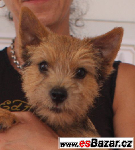 Norwich terrier s PP - fenka