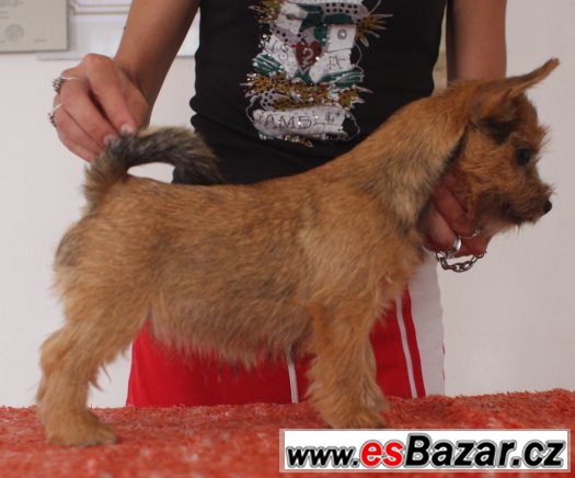 Norwich terrier s PP - fenka