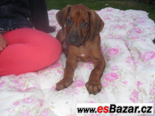 rhodézský ridgeback