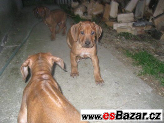 rhodézský ridgeback