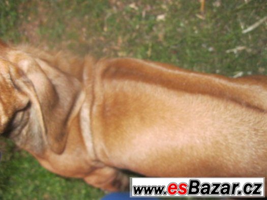 rhodézský ridgeback