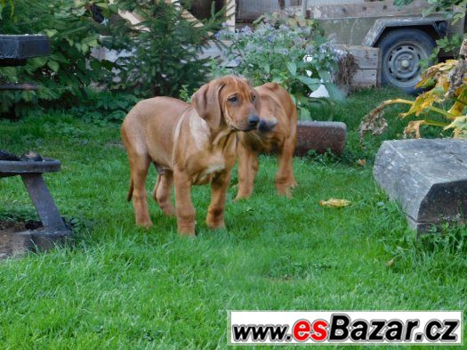 rhodézský ridgeback