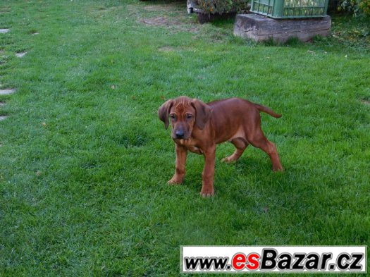 rhodézský ridgeback