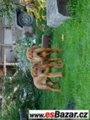 rhodézský ridgeback