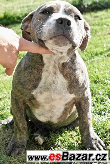 American bully