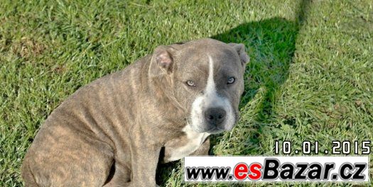 American bully