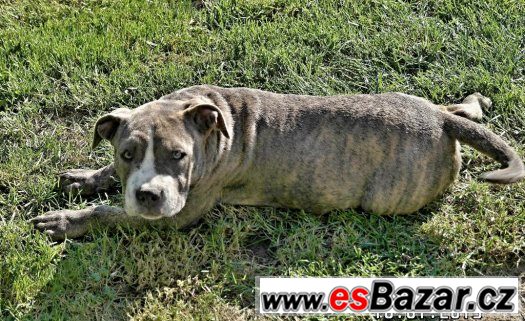 American bully