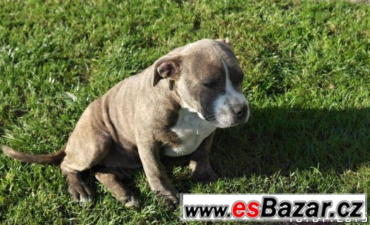 American bully