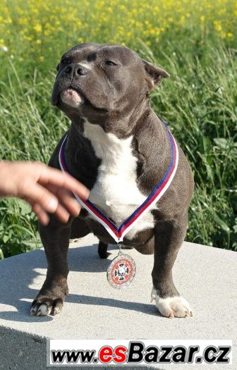 American bully