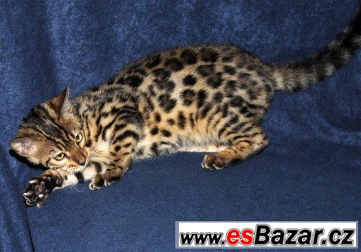 BENGÁLSKÁ KOČKA - hnědá rozetová kočička s PP