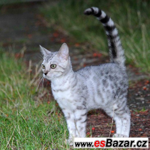 BENGÁLSKÁ KOČKA - stříbrná kočička s PP