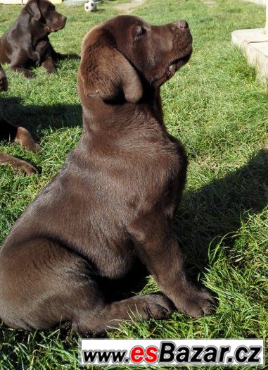 Labrador retriever s PP