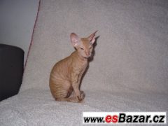 SPHYNX (DON SPHYNX) BEZ PP