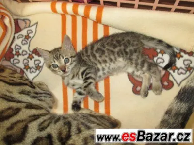 bengalske kote