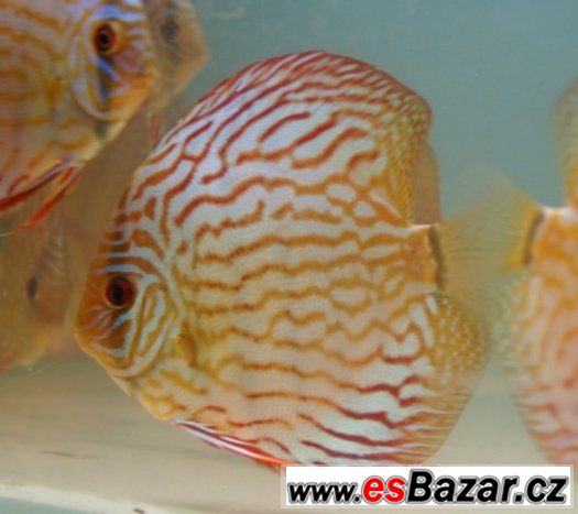 Discus-red tyrkys-mladí terčovci, dospělé-levně