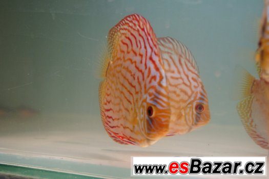 Discus-red tyrkys-mladí terčovci, dospělé-levně