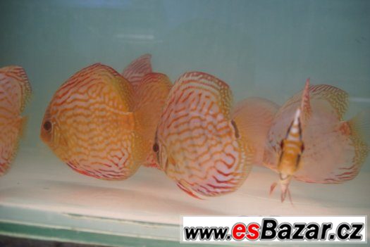 Discus-red tyrkys-mladí terčovci, dospělé-levně