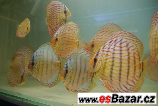 Discus-red tyrkys-mladí terčovci, dospělé-levně