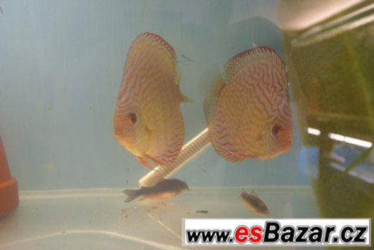 Discus-red tyrkys-mladí terčovci, dospělé-levně