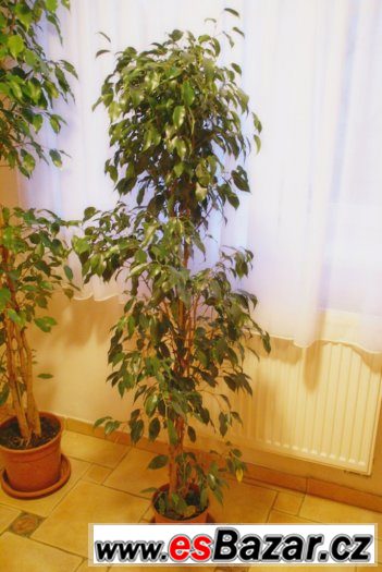 Krásný živý fikus benjamina 1,7m, ficus zelený - levně