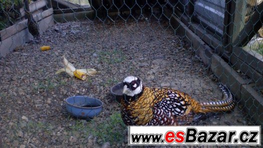 Bažant královský Bažant královský