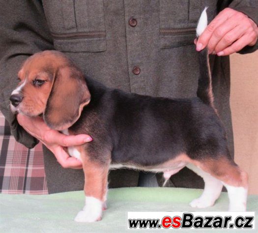 Beagle - bígl s PP