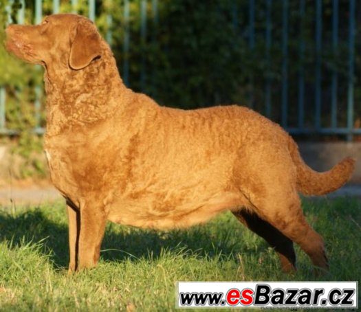 Chesapeake Bay Retriever s PP