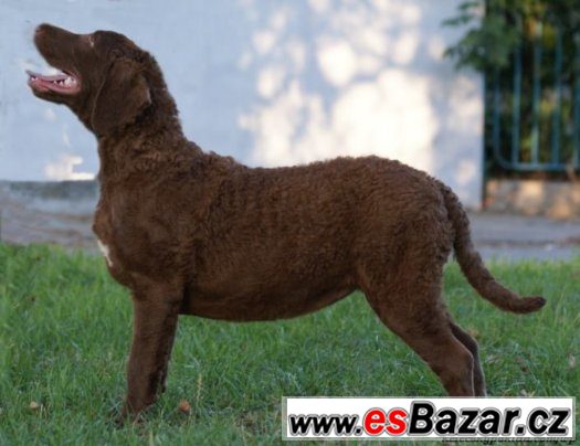 Chesapeake Bay Retriever s PP