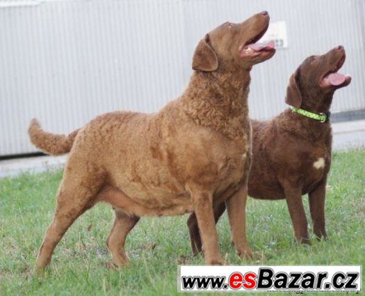 Chesapeake Bay Retriever s PP