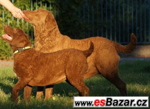 Chesapeake Bay Retriever s PP