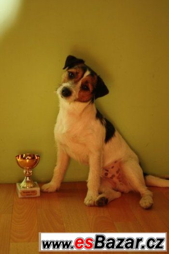 jack-russell-terier-s-pp-ke-kryti